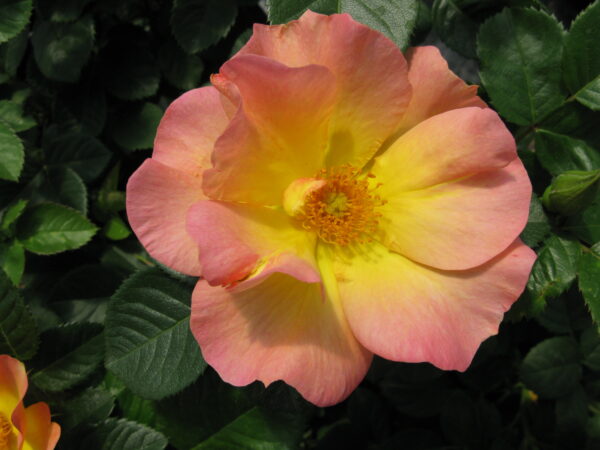 Rosa Parkland Morden Sunrise