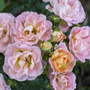 Rosa Peach Drift®