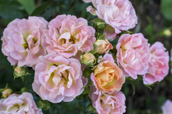 Rosa Peach Drift®
