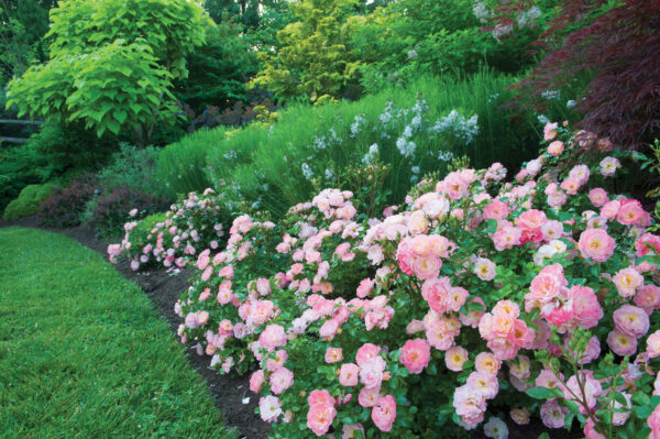 Rosa Peach Drift® - Image 2
