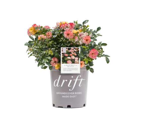 Rosa Peach Drift® - Image 4