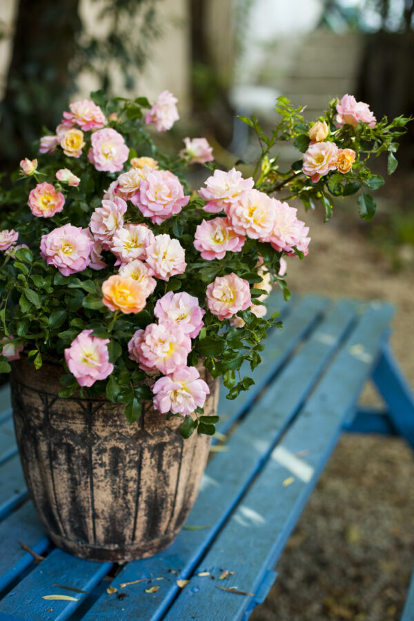 Rosa Peach Drift® - Image 3