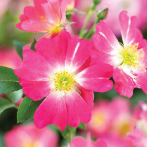 Rosa Pink Drift®