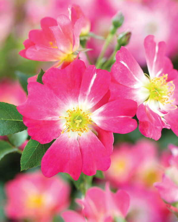 Rosa Pink Drift®