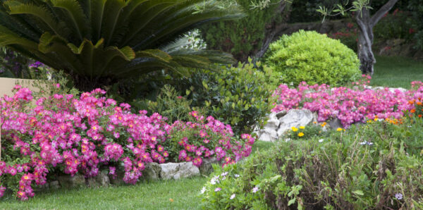 Rosa Pink Drift® - Image 2