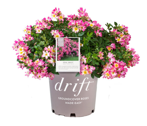 Rosa Pink Drift® - Image 4