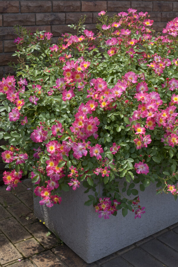Rosa Pink Drift® - Image 3