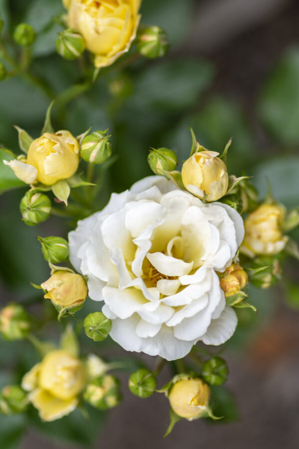 Rosa Popcorn Drift® - Image 3