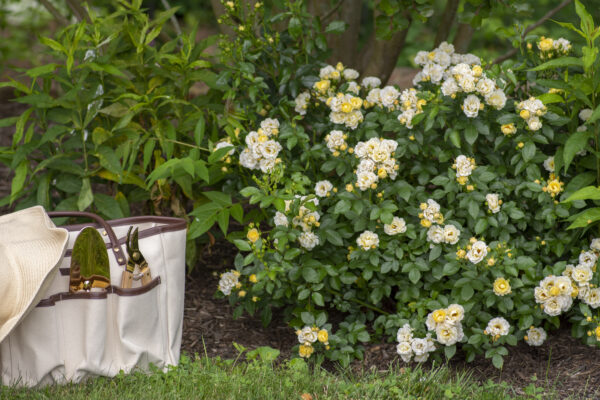 Rosa Popcorn Drift® - Image 2