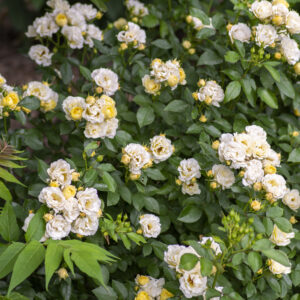Rosa Popcorn Drift®