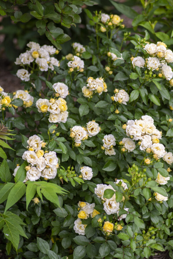 Rosa Popcorn Drift®