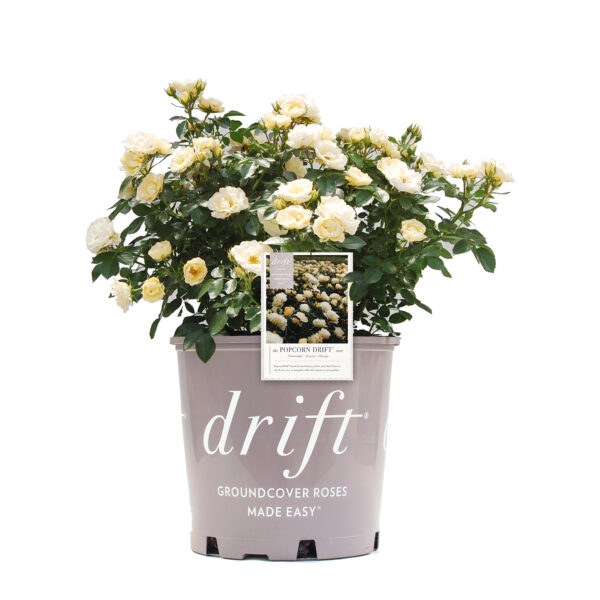 Rosa Popcorn Drift® - Image 4
