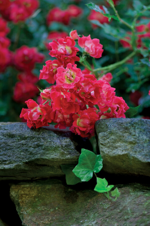 Rosa Red Drift®