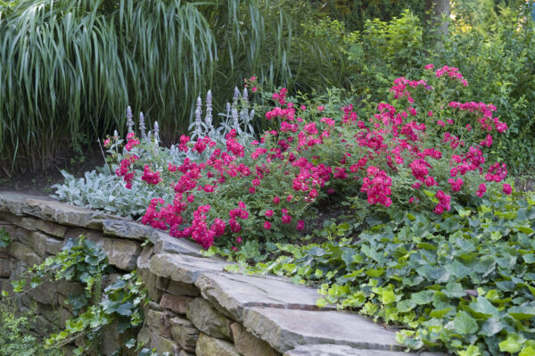 Rosa Red Drift® - Image 3