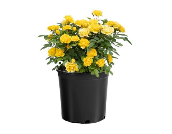 Rosa Sunblaze® Yellow - Image 3