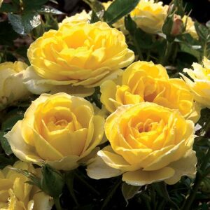 Rosa Sunblaze® Yellow