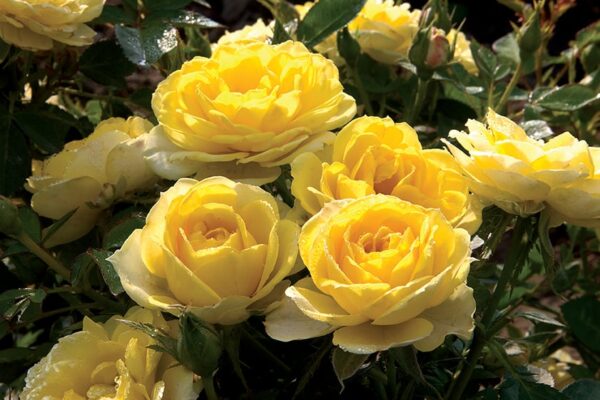 Rosa Sunblaze® Yellow