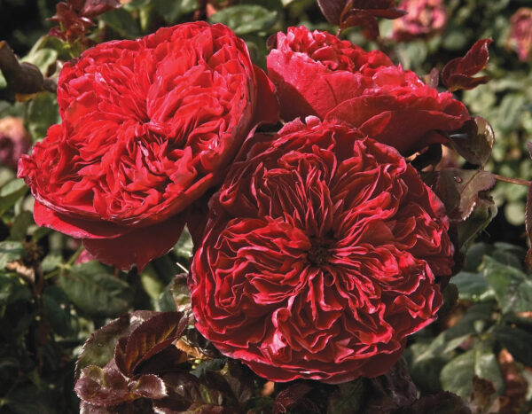Rosa Rouge Royale™ - Image 2