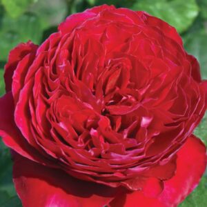 Rosa Rouge Royale™
