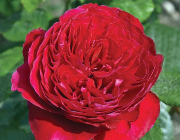 Rosa Rouge Royale™