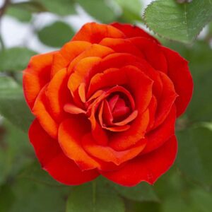 Rosa Sunblaze® Autumn