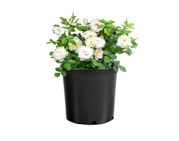 Rosa Sunblaze® Bridal - Image 4