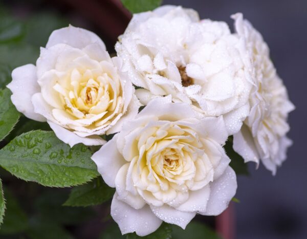Rosa Sunblaze® Bridal - Image 2