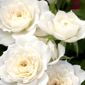 Rosa Sunblaze® Bridal