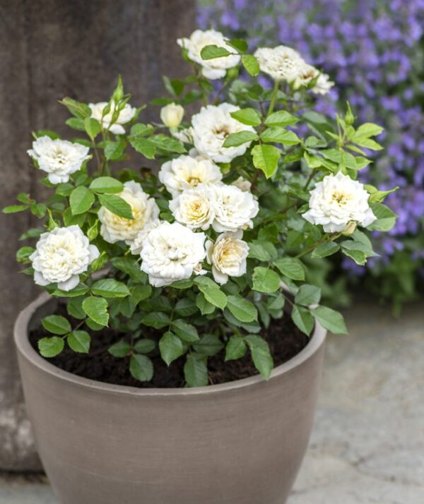 Rosa Sunblaze® Bridal - Image 3