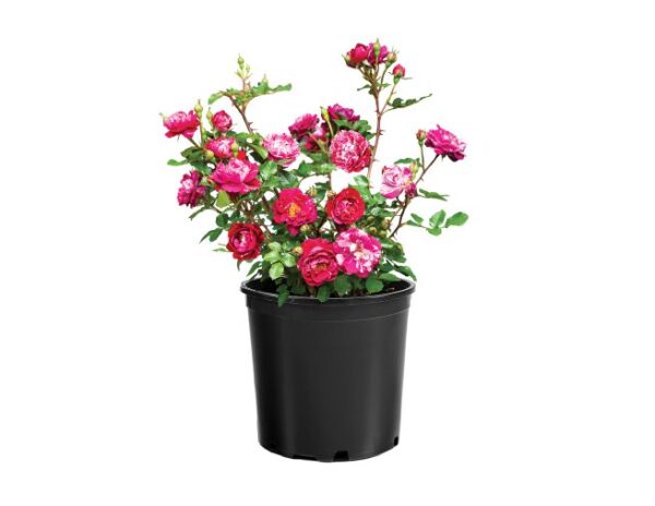 Rosa Sunblaze® Candy - Image 4