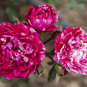 Rosa Sunblaze® Candy