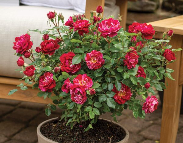 Rosa Sunblaze® Candy - Image 3