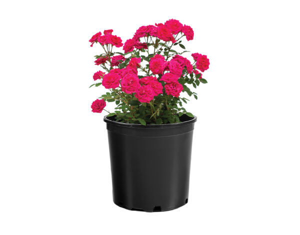 Rosa Sunblaze® Dragon Fruit - Image 4