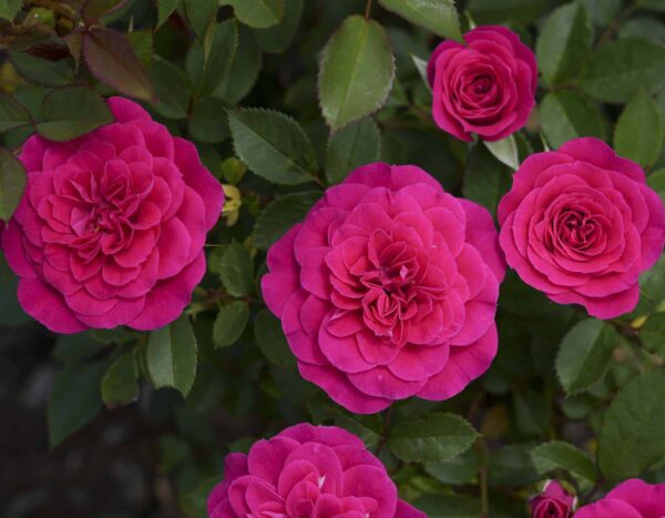 Rosa Sunblaze® Dragon Fruit - Image 2