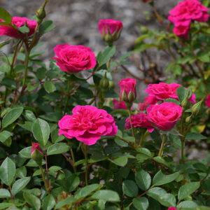 Rosa Sunblaze® Dragon Fruit