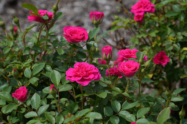 Rosa Sunblaze® Dragon Fruit