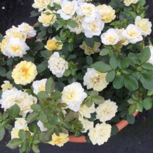 Rosa Sunblaze® Lemon
