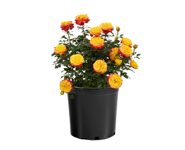 Rosa Sunblaze® Rainbow - Image 3