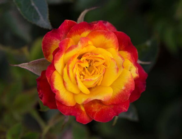 Rosa Sunblaze® Rainbow - Image 2