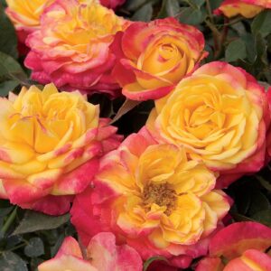 Rosa Sunblaze® Rainbow