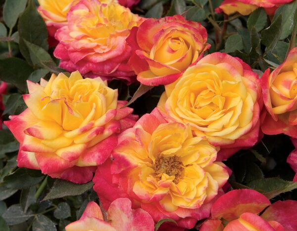 Rosa Sunblaze® Rainbow