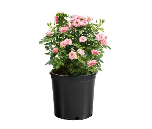 Rosa Sunblaze® Sweet - Image 3