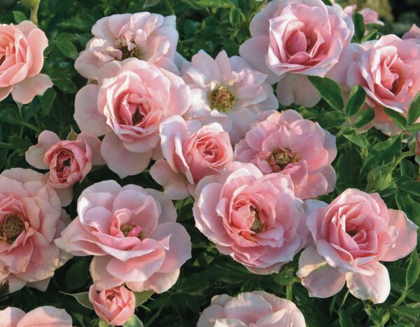 Rosa Sunblaze® Sweet - Image 2