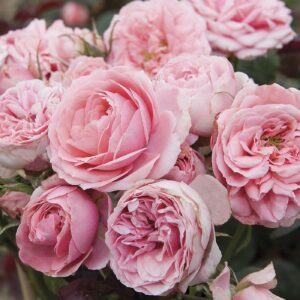 Rosa Sunblaze® Sweet
