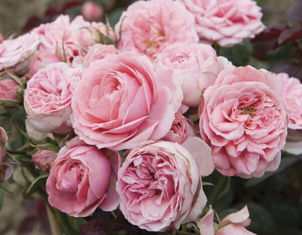 Rosa Sunblaze® Sweet