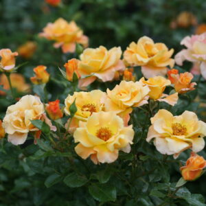 Rosa Suñorita® (PW)