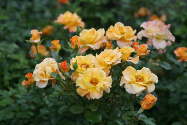 Rosa Suñorita® (PW)
