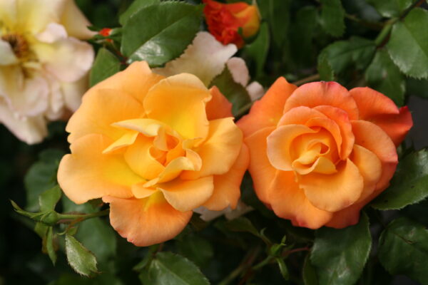 Rosa Suñorita® (PW) - Image 5