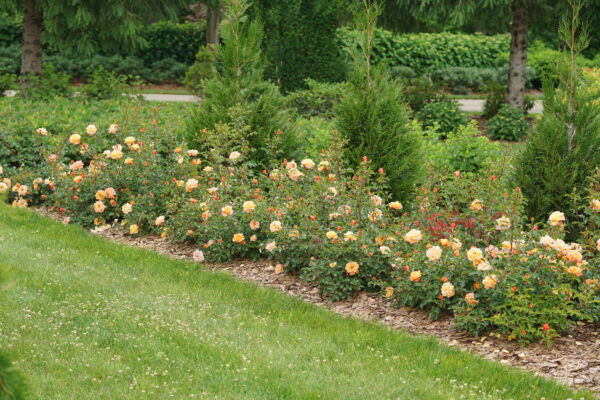 Rosa Suñorita® (PW) - Image 4