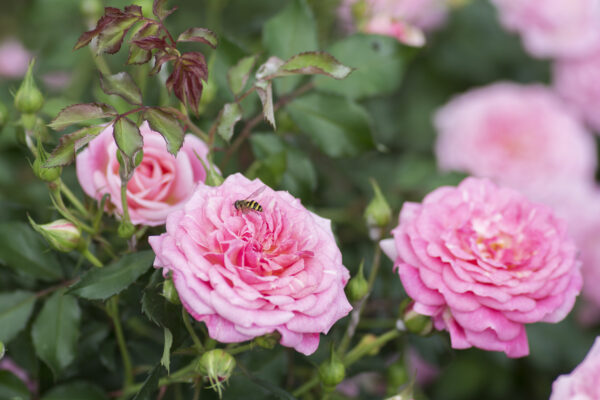 Rosa Sweet Drift® - Image 3